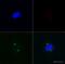 Centrin 1 antibody, ab11257, Abcam, Immunofluorescence image 