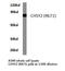 Chondroitin Polymerizing Factor antibody, LS-C177362, Lifespan Biosciences, Western Blot image 