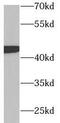 Growth Associated Protein 43 antibody, FNab03341, FineTest, Western Blot image 