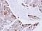 Rac Family Small GTPase 1 antibody, LS-C185382, Lifespan Biosciences, Immunohistochemistry frozen image 