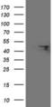 F-Box Protein 31 antibody, NBP2-01508, Novus Biologicals, Western Blot image 