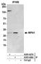 Inositol Monophosphatase 1 antibody, A305-427A, Bethyl Labs, Immunoprecipitation image 