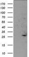 Suppressor Of Cytokine Signaling 3 antibody, CF502922, Origene, Western Blot image 
