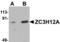 Zinc Finger CCCH-Type Containing 12A antibody, TA306953, Origene, Western Blot image 