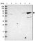 Kelch Like Family Member 26 antibody, HPA023074, Atlas Antibodies, Western Blot image 