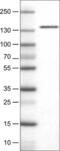 Diaphanous Related Formin 2 antibody, NBP2-52967, Novus Biologicals, Western Blot image 