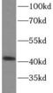 PCIF1 antibody, FNab08189, FineTest, Western Blot image 