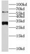Nuclear Receptor Binding Protein 2 antibody, FNab05851, FineTest, Western Blot image 