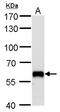Poly(U)-binding-splicing factor PUF60 antibody, GTX629887, GeneTex, Western Blot image 