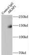A-Kinase Anchoring Protein 1 antibody, FNab00249, FineTest, Immunoprecipitation image 