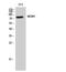 Mdm1 Nuclear Protein antibody, STJ94054, St John