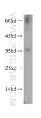 Homeobox protein Nkx-3.1 antibody, 13069-1-AP, Proteintech Group, Western Blot image 