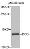 DCD antibody, A7280, ABclonal Technology, Western Blot image 