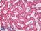 Hepatocyte Paraffin 1 antibody, LS-B8552, Lifespan Biosciences, Immunohistochemistry paraffin image 