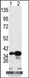 BAP antibody, 62-782, ProSci, Western Blot image 