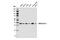 Heme Oxygenase 2 antibody, 32790S, Cell Signaling Technology, Western Blot image 