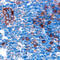 Cathepsin S antibody, AF1183, R&D Systems, Immunohistochemistry frozen image 