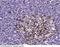 CgA antibody, 100256-T40, Sino Biological, Immunohistochemistry frozen image 