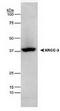 DNA repair protein XRCC3 antibody, TA301487, Origene, Western Blot image 