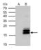 MAF BZIP Transcription Factor K antibody, GTX129240, GeneTex, Immunoprecipitation image 