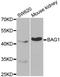 BAG family molecular chaperone regulator 1 antibody, A1104, ABclonal Technology, Western Blot image 