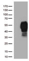 Programmed Cell Death 1 antibody, UM870114, Origene, Western Blot image 