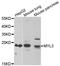 Myosin Light Chain 3 antibody, A04730-1, Boster Biological Technology, Western Blot image 