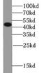 Semenogelin 1 antibody, FNab07711, FineTest, Western Blot image 