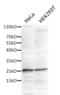 Aly/REF Export Factor antibody, MA1-26754, Invitrogen Antibodies, Western Blot image 