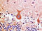 Neuropeptides B And W Receptor 1 antibody, AM26729PU-N, Origene, Immunohistochemistry paraffin image 