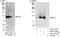 RNA polymerase-associated protein RTF1 homolog antibody, A300-178A, Bethyl Labs, Western Blot image 