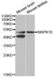 Mitogen-Activated Protein Kinase 10 antibody, STJ24483, St John