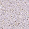 Mannose Receptor C-Type 1 antibody, HPA004114, Atlas Antibodies, Immunohistochemistry frozen image 