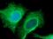 Keratin 33B antibody, 11048-1-AP, Proteintech Group, Immunofluorescence image 