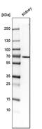 Hnf-1b antibody, HPA002083, Atlas Antibodies, Western Blot image 