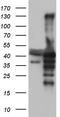 Nuclear Receptor Binding Factor 2 antibody, TA803900, Origene, Western Blot image 