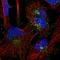 Sorting nexin-1 antibody, HPA052761, Atlas Antibodies, Immunofluorescence image 