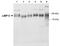 LIMP II antibody, NB400-129, Novus Biologicals, Western Blot image 