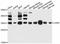 JunD Proto-Oncogene, AP-1 Transcription Factor Subunit antibody, A11955, ABclonal Technology, Western Blot image 