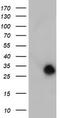 N-Acetylneuraminic Acid Phosphatase antibody, TA504579S, Origene, Western Blot image 