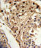 Krueppel-like factor 6 antibody, 62-347, ProSci, Immunohistochemistry paraffin image 