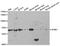 Amyloid beta A4 precursor protein-binding family B member 1 antibody, LS-C335192, Lifespan Biosciences, Western Blot image 