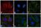 Rat IgG Isotype Control antibody, A-21472, Invitrogen Antibodies, Immunofluorescence image 