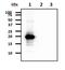 MAF BZIP Transcription Factor K antibody, NBP2-22570, Novus Biologicals, Western Blot image 