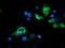 Ubiquinol-Cytochrome C Reductase Core Protein 1 antibody, LS-C175092, Lifespan Biosciences, Immunofluorescence image 