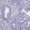 Family With Sequence Similarity 166 Member B antibody, PA5-61028, Invitrogen Antibodies, Immunohistochemistry frozen image 