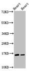 Chromosome 3 Open Reading Frame 14 antibody, CSB-PA884512LA01HU, Cusabio, Western Blot image 