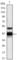 Protein Z, Vitamin K Dependent Plasma Glycoprotein antibody, abx016049, Abbexa, Western Blot image 