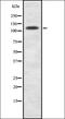 Melanoma-associated antigen C1 antibody, orb337557, Biorbyt, Western Blot image 