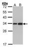 Ribosomal Protein L8 antibody, PA5-27467, Invitrogen Antibodies, Western Blot image 